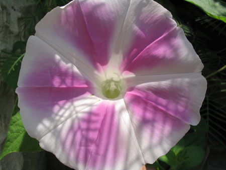 ��ţ��-----�Ѿ���5����ɫ�ˣ������ʹ������򡢱��Ƿۣ�