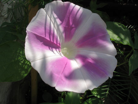 ��ţ��-----�Ѿ���5����ɫ�ˣ������ʹ������򡢱��Ƿۣ�