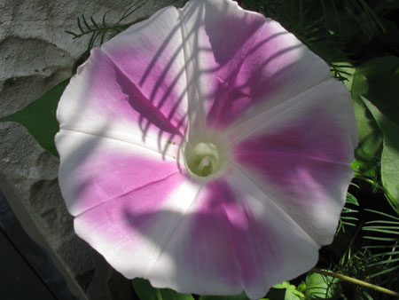 ��ţ��-----�Ѿ���5����ɫ�ˣ������ʹ������򡢱��Ƿۣ�