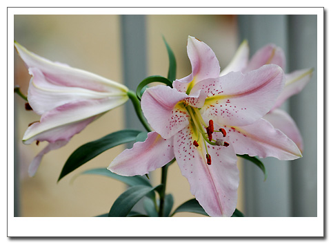 �����İٺ�Ҳ�쿪�ޣ�