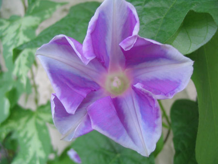 ��ţ��-----�Ѿ���5����ɫ�ˣ������ʹ������򡢱��Ƿۣ�