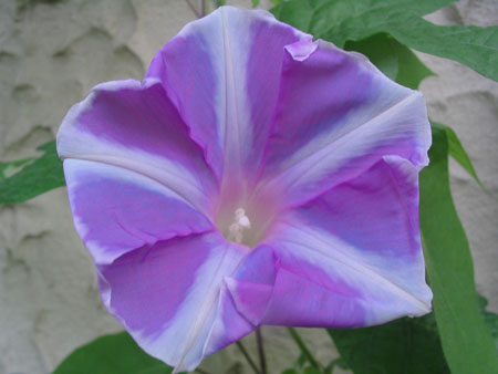 ��ţ��-----�Ѿ���5����ɫ�ˣ������ʹ������򡢱��Ƿۣ�