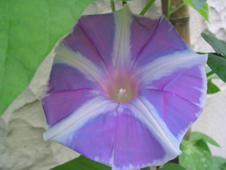 ��ţ��-----�Ѿ���5����ɫ�ˣ������ʹ������򡢱��Ƿۣ�