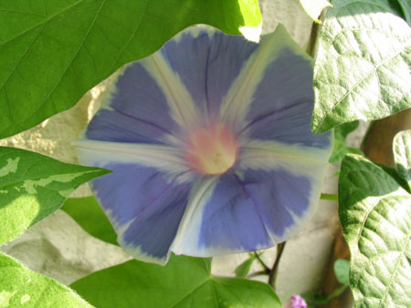 ��ţ��-----�Ѿ���5����ɫ�ˣ������ʹ������򡢱��Ƿۣ�