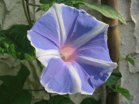 ��ţ��-----�Ѿ���5����ɫ�ˣ������ʹ������򡢱��Ƿۣ�