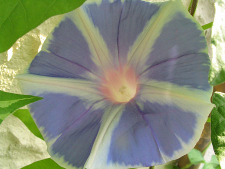 ��ţ��-----�Ѿ���5����ɫ�ˣ������ʹ������򡢱��Ƿۣ�