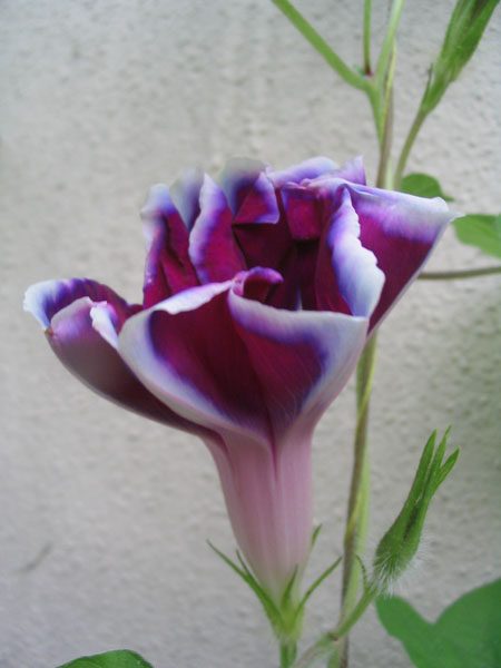 ��ţ��-----�Ѿ���6����ɫ�ˣ������ʹ��������ɹ��գ�