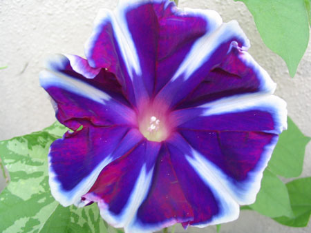 ��ţ��-----�Ѿ���6����ɫ�ˣ������ʹ��������ɹ��գ�