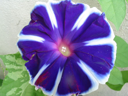 ��ţ��-----�Ѿ���6����ɫ�ˣ������ʹ��������ɹ��գ�