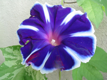 ��ţ��-----�Ѿ���6����ɫ�ˣ������ʹ��������ɹ��գ�