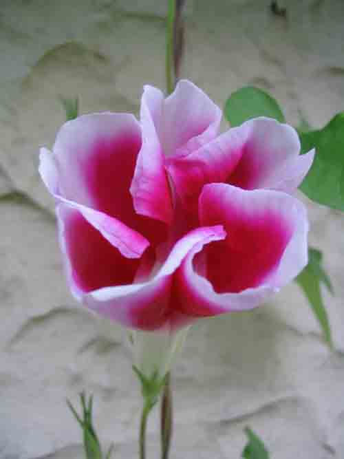 ��ţ��-----�Ѿ���6����ɫ�ˣ������ʹ��������ɹ��գ�