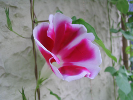 ��ţ��-----�Ѿ���6����ɫ�ˣ������ʹ��������ɹ��գ�