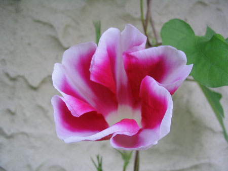 ��ţ��-----�Ѿ���6����ɫ�ˣ������ʹ��������ɹ��գ�