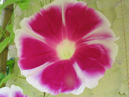 ��ţ��-----�Ѿ���6����ɫ�ˣ������ʹ��������ɹ��գ�