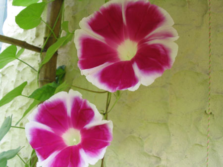 ��ţ��-----�Ѿ���6����ɫ�ˣ������ʹ��������ɹ��գ�