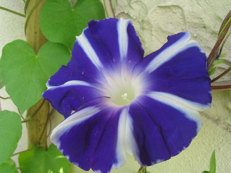 ��ţ��-----�Ѿ���6����ɫ�ˣ������ʹ��������ɹ��գ�