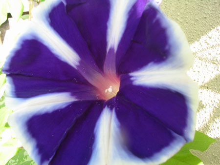 ��ţ��-----�Ѿ���6����ɫ�ˣ������ʹ��������ɹ��գ�