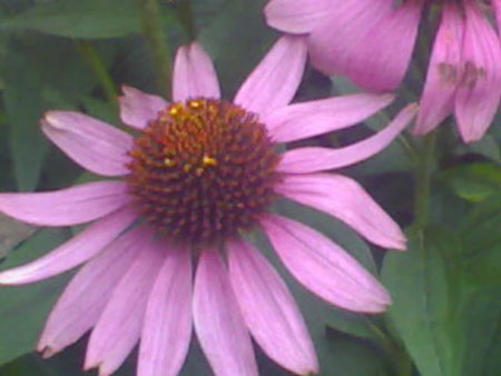 ��ţ��-----�Ѿ���6����ɫ�ˣ������ʹ��������ɹ��գ�