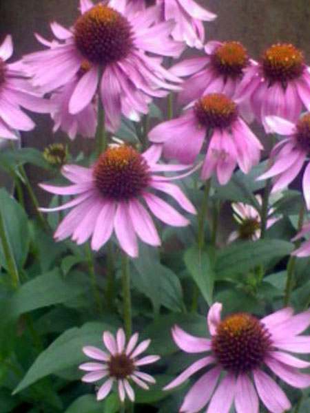 ��ţ��-----�Ѿ���6����ɫ�ˣ������ʹ��������ɹ��գ�