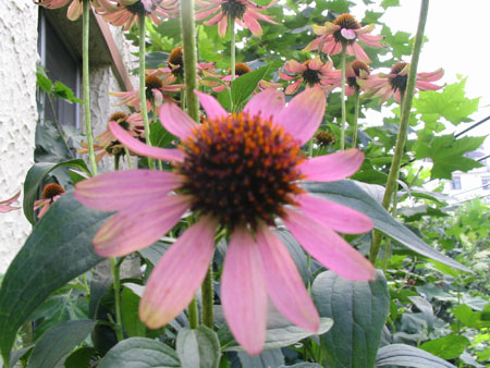 ��ţ��-----�Ѿ���6����ɫ�ˣ������ʹ��������ɹ��գ�