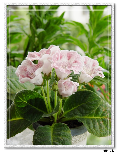 ����ͩ����