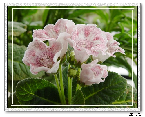 ����ͩ����