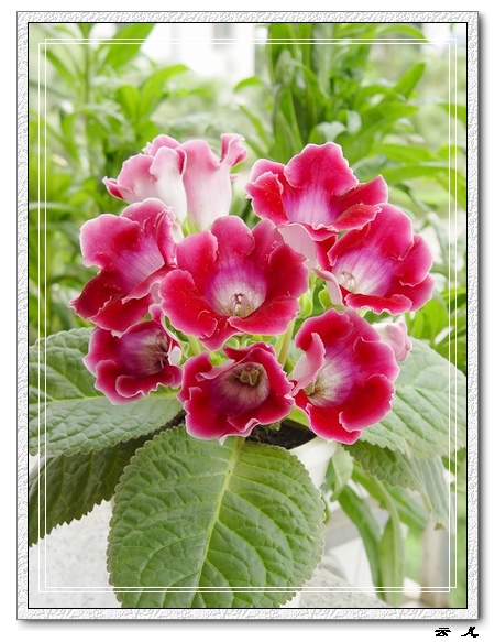 ����ͩ����