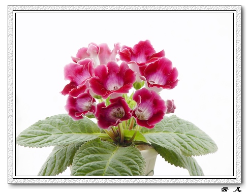 ����ͩ����