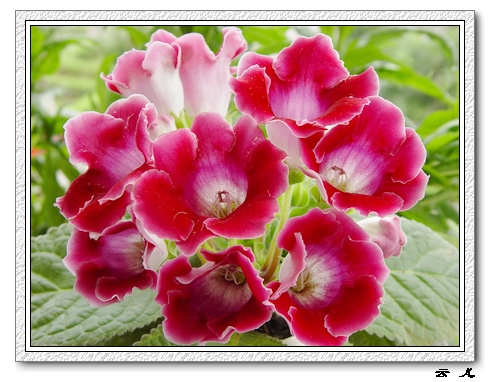 ����ͩ����