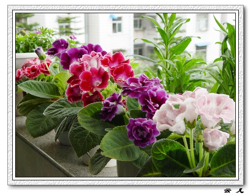 ����ͩ����