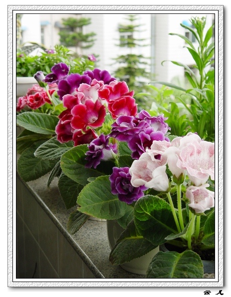 ����ͩ����