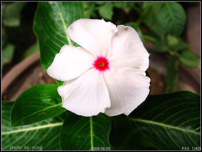 �ҼҵĲݻ���