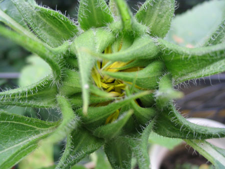 ��ţ��-----�Ѿ���6����ɫ�ˣ������ʹ��������ɹ��գ�