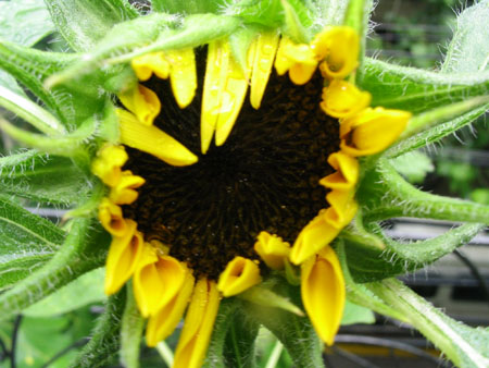 ��ţ��-----�Ѿ���6����ɫ�ˣ������ʹ��������ɹ��գ�