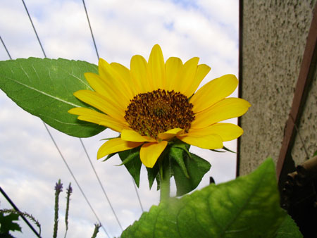 ��ţ��-----�Ѿ���6����ɫ�ˣ������ʹ��������ɹ��գ�