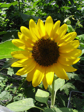 ��ţ��-----�Ѿ���6����ɫ�ˣ������ʹ��������ɹ��գ�