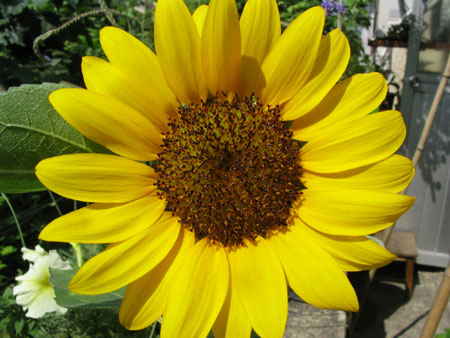 ��ţ��-----�Ѿ���6����ɫ�ˣ������ʹ��������ɹ��գ�