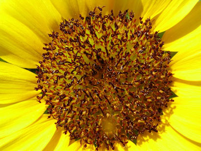 ��ţ��-----�Ѿ���6����ɫ�ˣ������ʹ��������ɹ��գ�