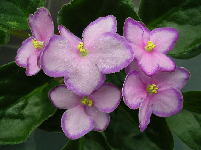 ����������͵�ҶƬ��ֳ������Halo Aglitter