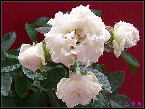 ��������¼���԰:XYP,���������ɯ�׿���