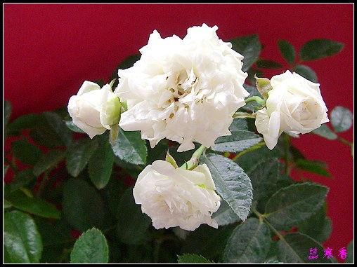 ��������¼���԰:��ݮ,���������¼�