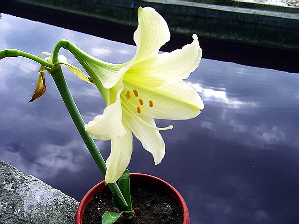 ���춥�죭����ɫ�޻��ǣ�ת����