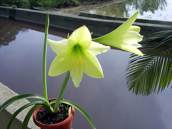 ���춥�죭����ɫ�޻��ǣ�ת����