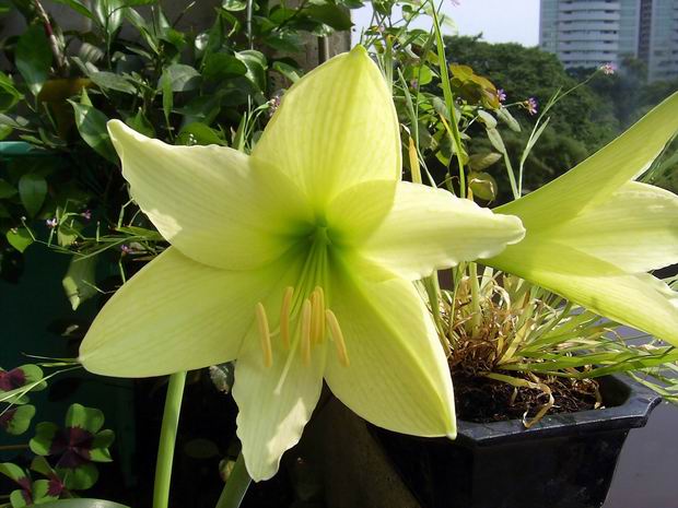 ���춥�죭����ɫ�޻��ǣ�ת����