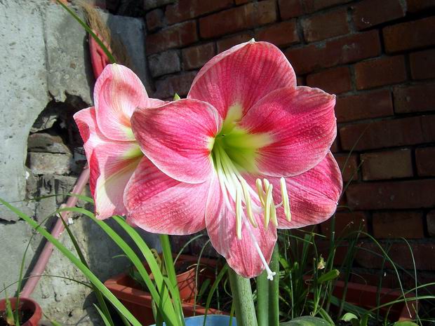 ���춥�죭����ɫ�޻��ǣ�ת����