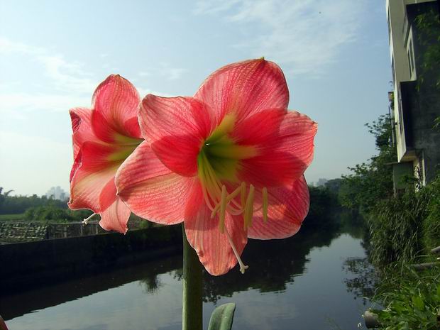 ���춥�죭����ɫ�޻��ǣ�ת����