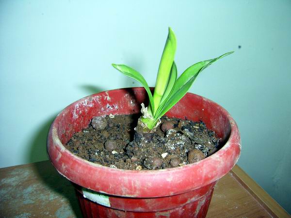 ���춥�죭����ɫ�޻��ǣ�ת����