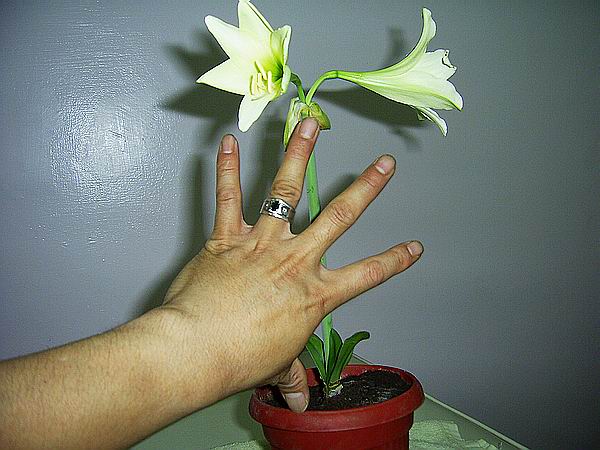 ���춥�죭����ɫ�޻��ǣ�ת����