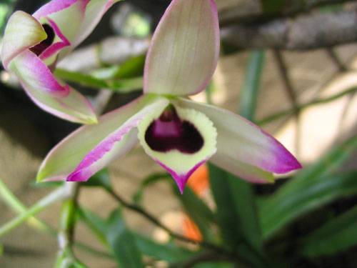 ����ҡҷ�Ķ���