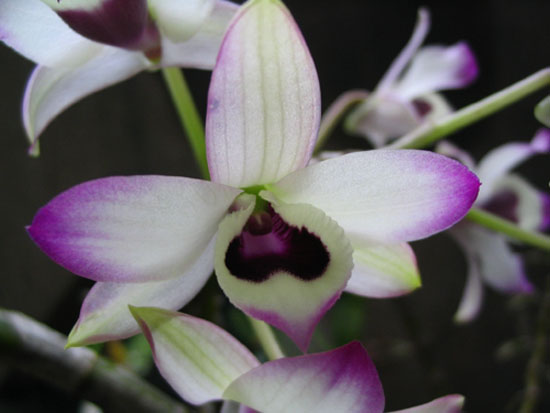 ����ҡҷ�Ķ���